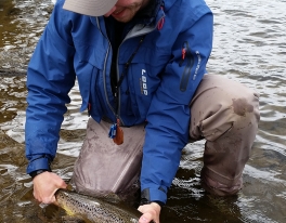 big-brown-trout-scotland