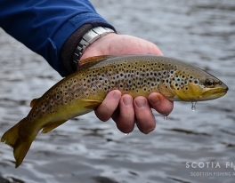 trout-fishing-photo-22