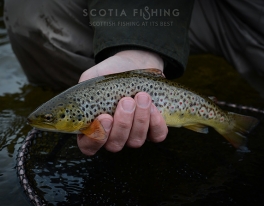 brown-trout-fishing-scotland-000