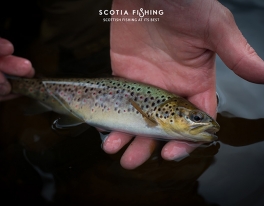 brown-trout-scotland-00