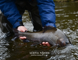 guided-grayling-fishing-trips-scotland