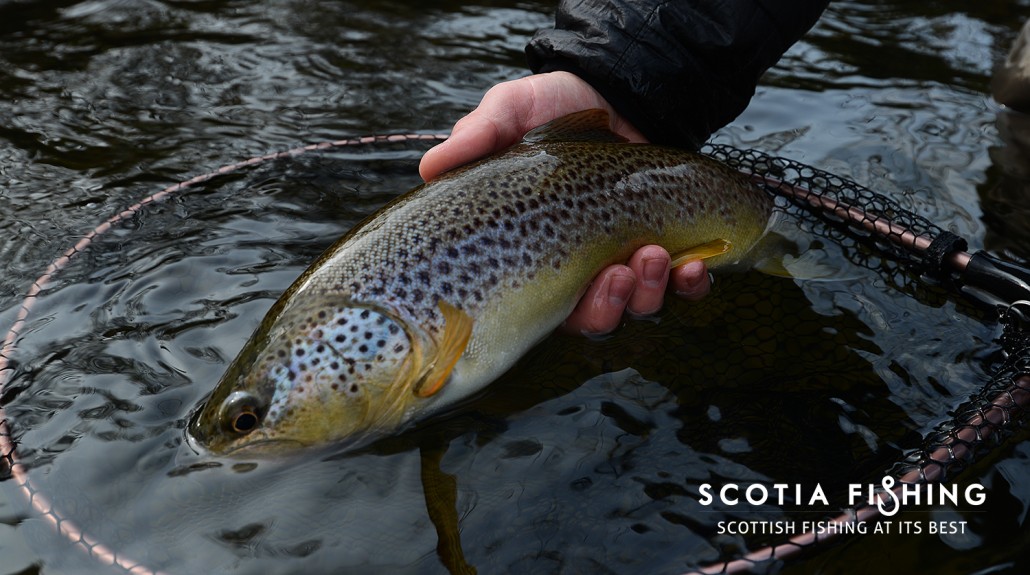 brown-trout-fishing-in-march-scotland