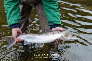 salmon-kelt-caught-in-spring-0