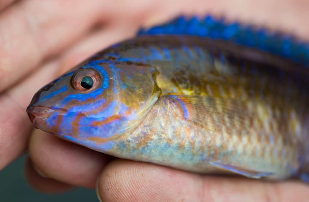 wrasse-fishing-scotland