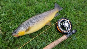 fishing-in-icleand-brown-trout