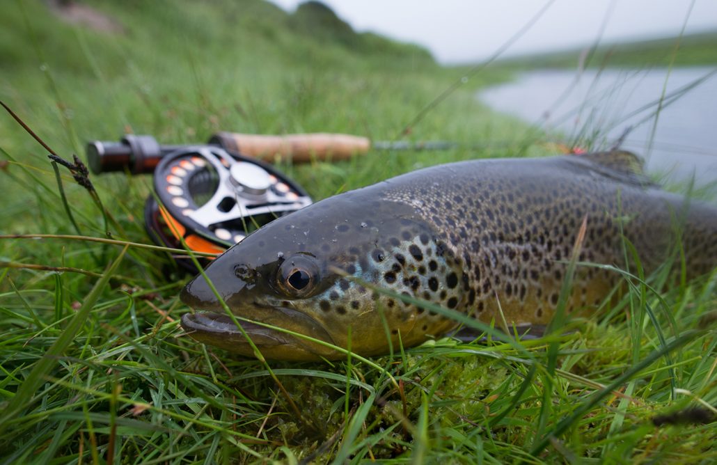 icelandbrowntroutflyfishing Scotia Fishing