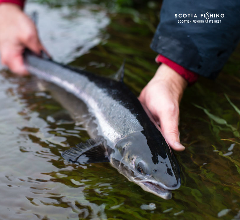 salmon-fishing-on-the-river-tay-scotland