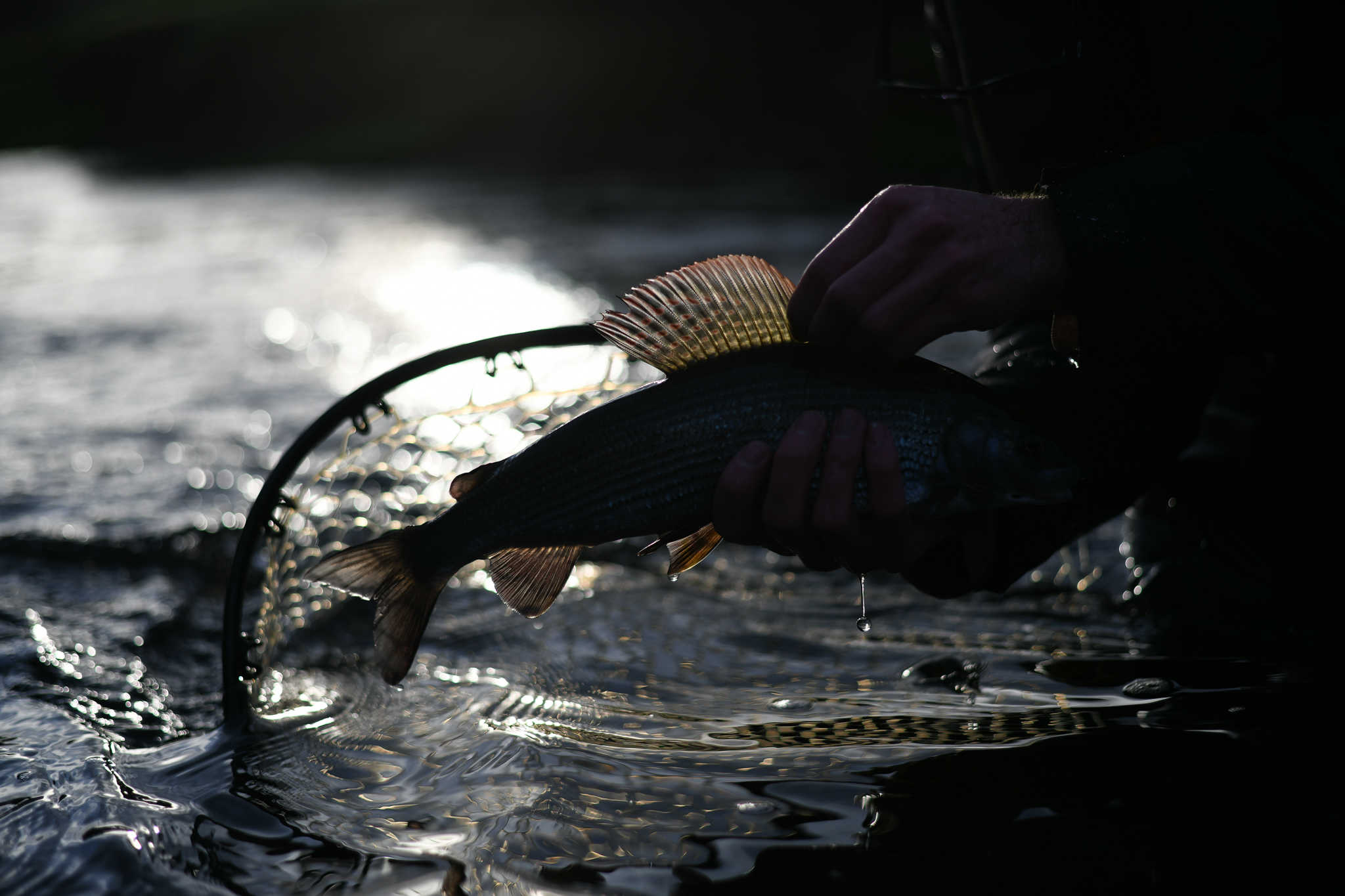 Winter Fly Fishing in Scotland for Grayling