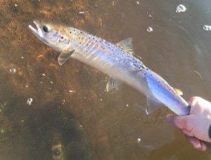 river-tay-salmon-kelt