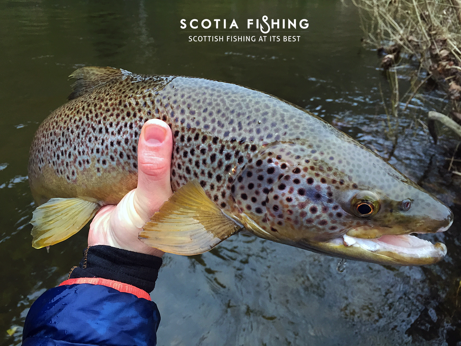 The River Tweed Trout Fishing Season Starts Today!