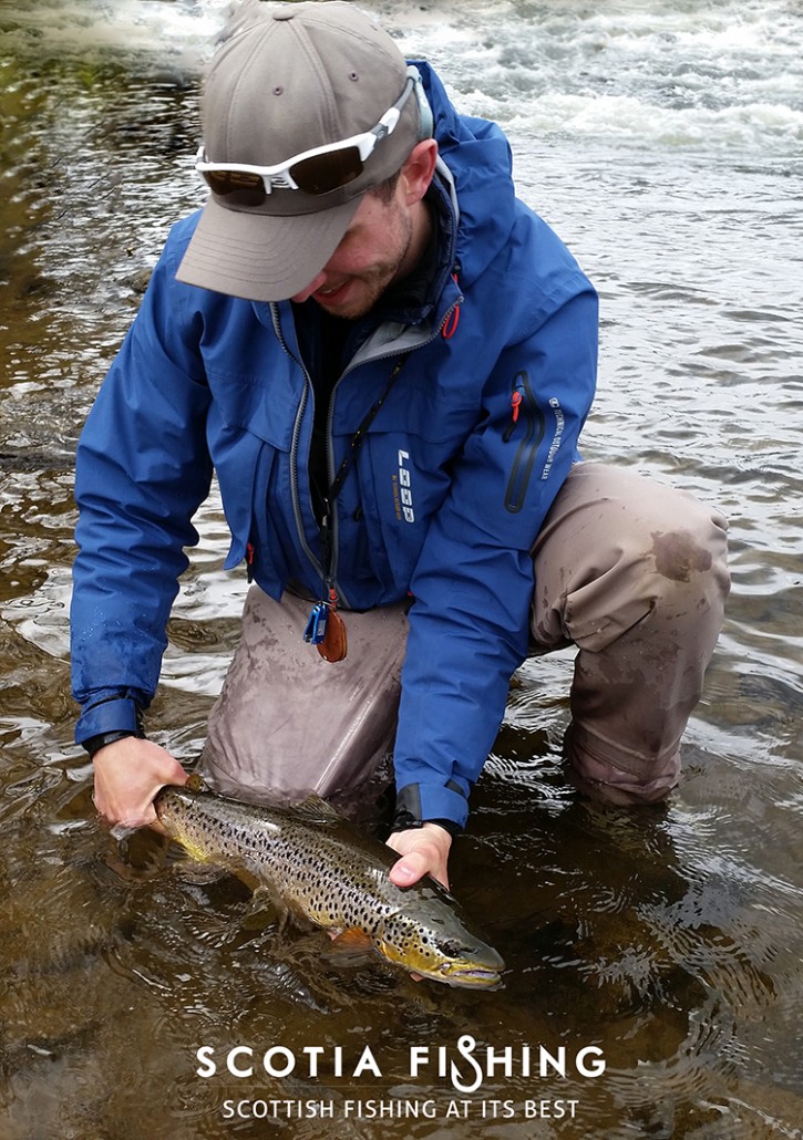 big-brown-trout-scotland