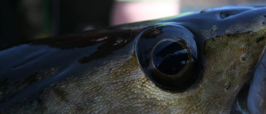 poloock-fly-fishing-scotland