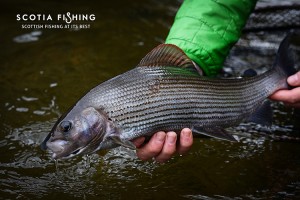 fly-fishing-near-glasgow-with-guide