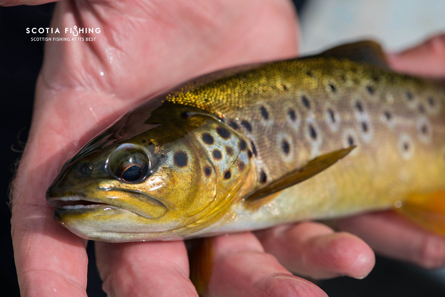 Fishing Trips in Scotland – July Round Up