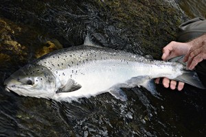 salmon-fishing-break-scotland-2