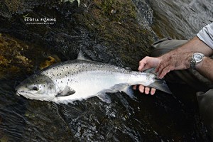 salmon-fly-fishing-near-st-andrews-scotland