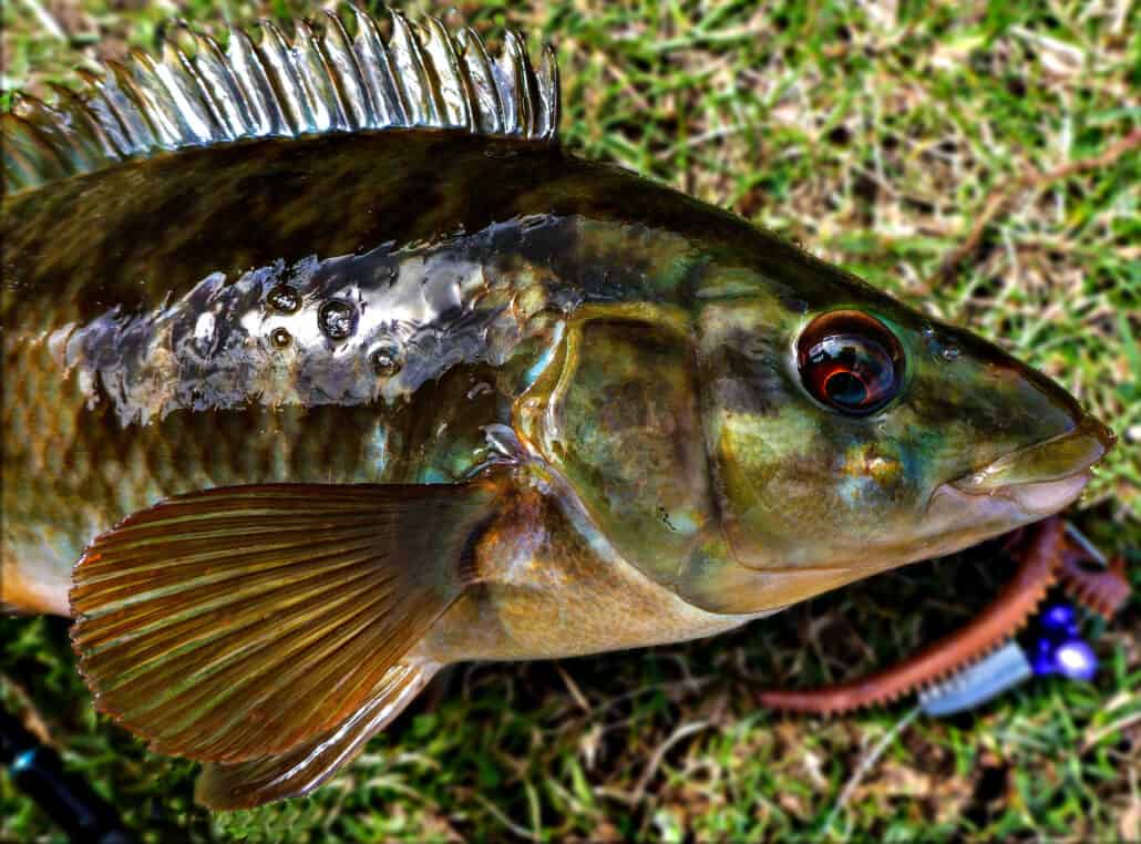 saltwater-fishing-in-scotland