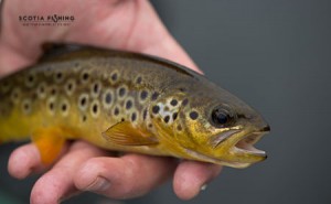 trout-fishing-trips-in-scotland